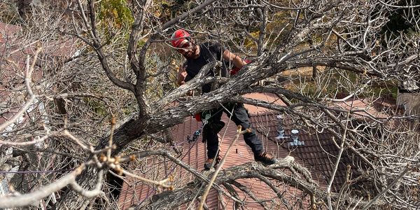 Arborist pruning a tree wearing safety gear.