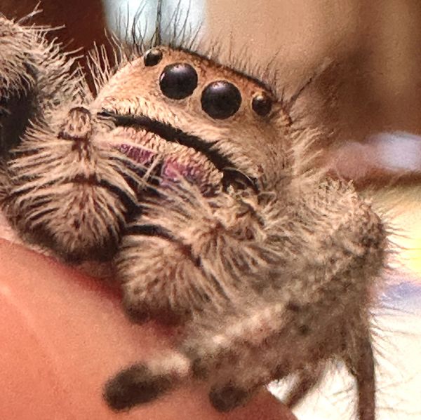 Maisy the Regal Jumper!