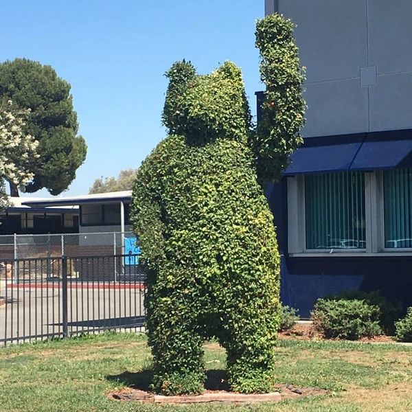 Topiary Bear - Go Bears!