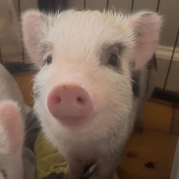 Close-up of an adorable piglet with a pink snout and curious eyes.