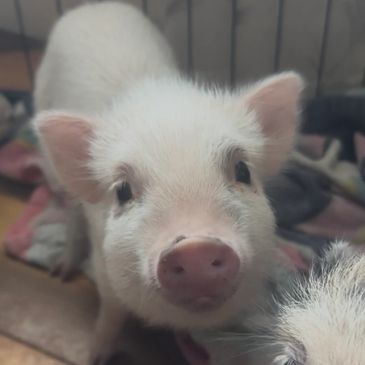 Close-up of a curious baby pig looking at the camera.
