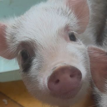 Close-up of a curious piglet's face with distinctive black patches.