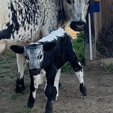 Tux Mini Highpark Bull Calf
DOB 8/8/2025
Dam Naomi
Sire Gizmo
Absolutely Gorgeous and can see how he