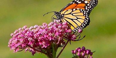 Image of monarch on swamp milkweed