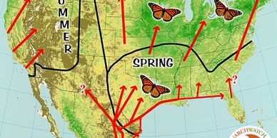 Spring migration pattern