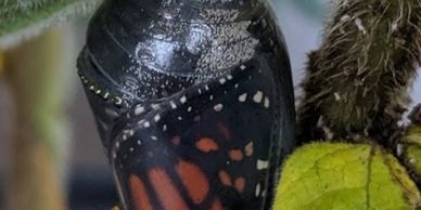 Pupa stage for the Monarch
