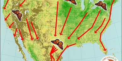 Fall migration pattern
