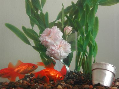 goldfish in a tank with plastic plants swimming around a silver vase brooch and tiny silver pot