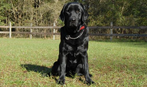 Black Labrador male Fidji sitting in training field