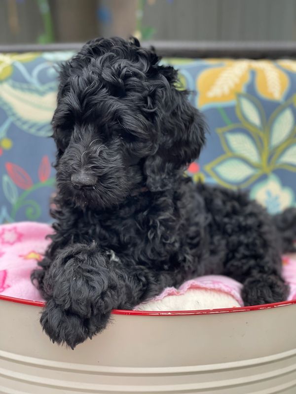 Luka the black goldendoodle puppy