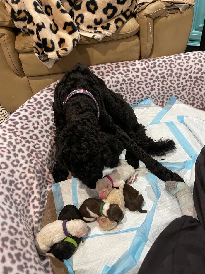 Luka & her litter 6 pups. Born February 21. Ready May 2. Pups available. Call/text for an interview