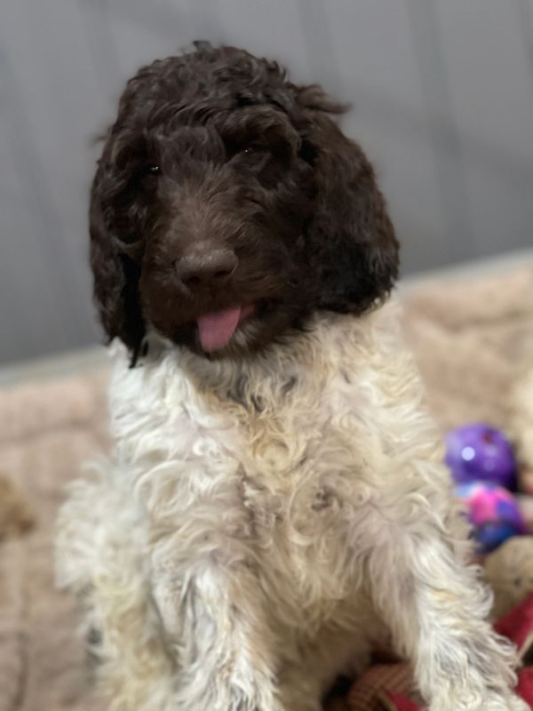 staitu the Chocolate parti goldendoodle puppy. He lives in Florida