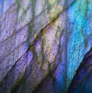 Close-up of a colorful butterfly wing showing intricate patterns and textures.