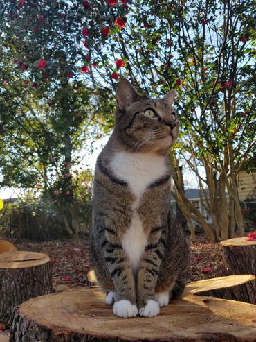 Cat sitting Charleston