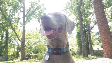 Dog Walking Charleston