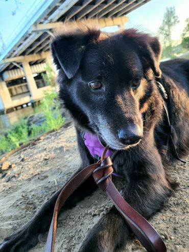 Dog Walking Charleston