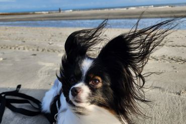 Dog Walking Charleston