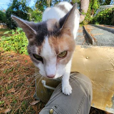 Cat sitting Charleston