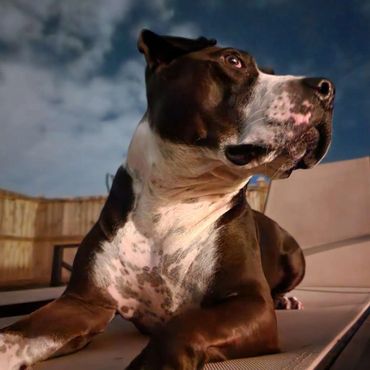 Dog Walking Charleston