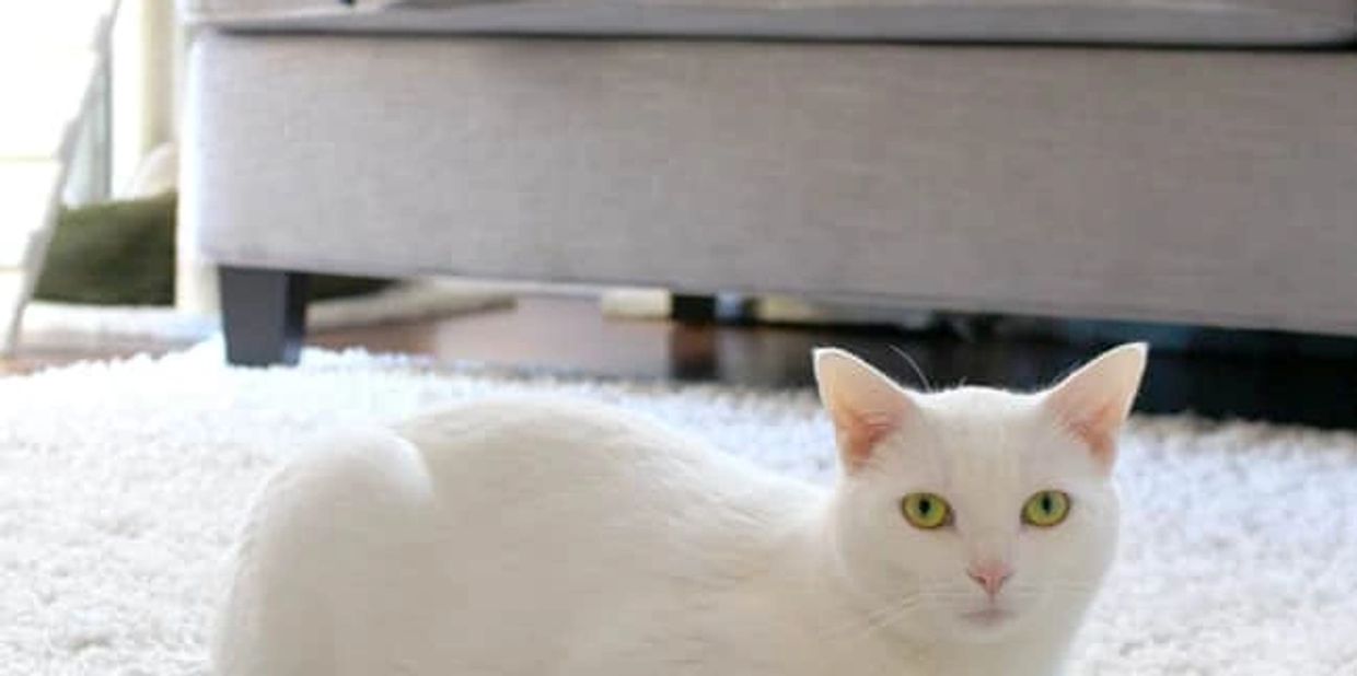 Pet odor treatment