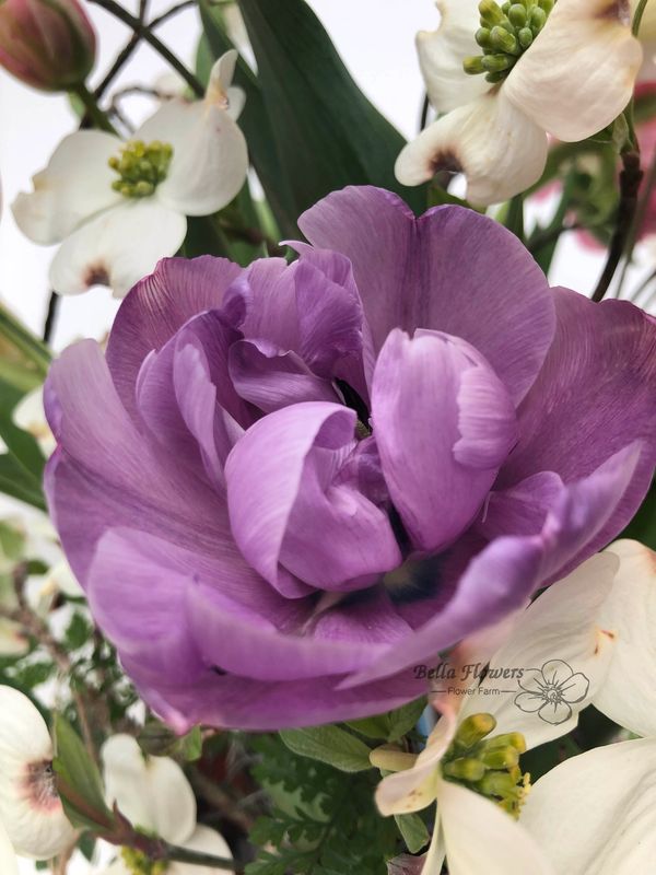 Peony Tulip purple double late tulip