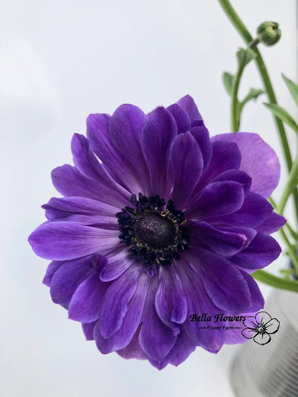 Purple flower anemone
