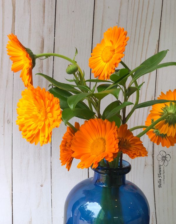 Calendula Orange blue vase flower