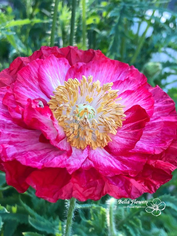 Poppy double shirley flower red