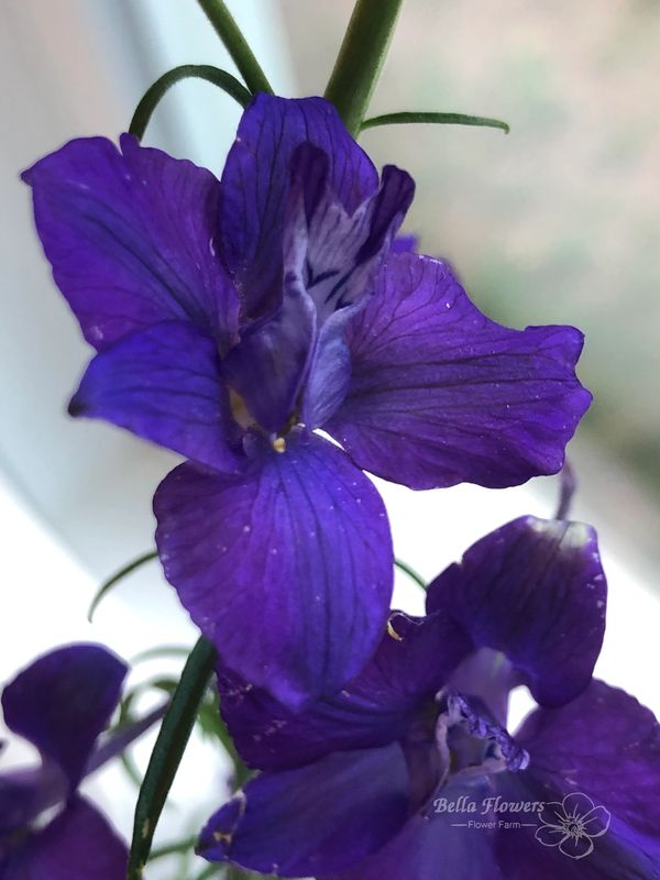 Delphinium Blue flower and purple