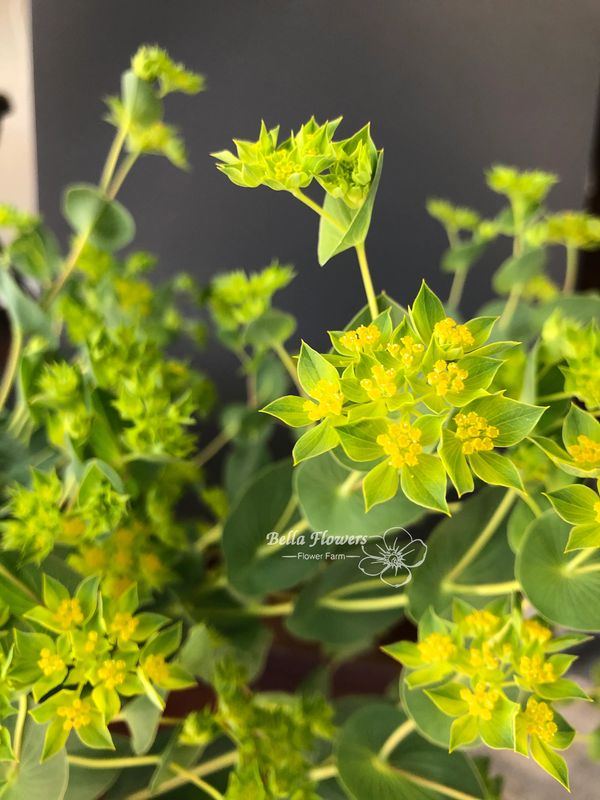 Buplearum green yellow flower