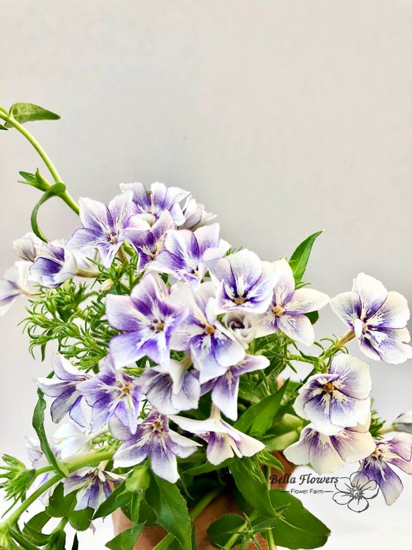 Phlox Sugr stars white and purple flower