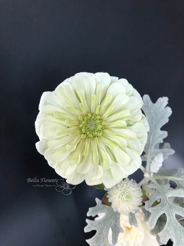 zinnia polar bar nd dusty miller white flower gomphrena
