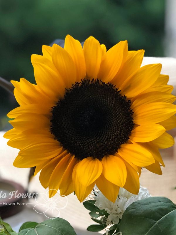 Sunflower Sunrich