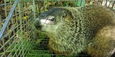 Woodchuck Removal - Old Lyme, CT