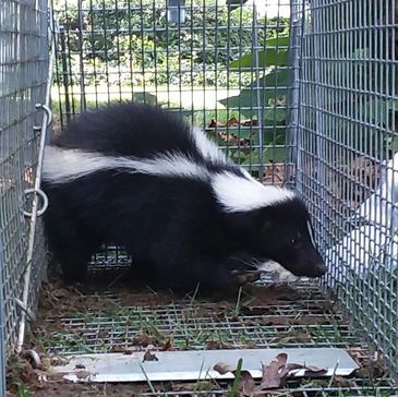 Salem, CT wildlife trapping