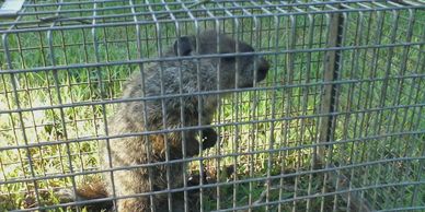 groundhog or whistle pig