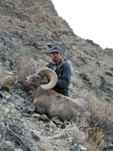 Nevada Desert Bighorn