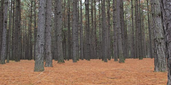 USA Pine Straw is naturally harvested without causing harm to the trees or ecosystem. Pine Needle Mulch has all natural beautiful color.
