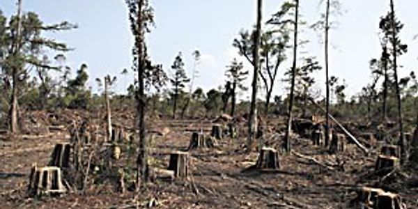 Cypress and Cedar Mulch harvesting destroys thousands of trees every year. Pine Straw is the all natural alternative that is safe for the environment.