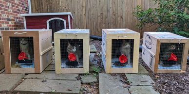 These lovely cats arrived in the USA last week.  Thank you Melissa for the photo and comments "they