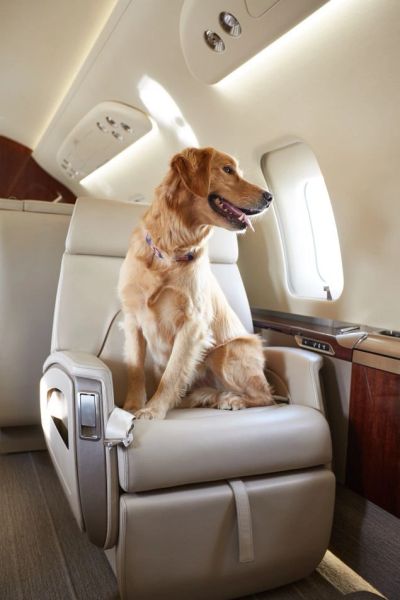 Golden retriever sitting on a leather seat in a private jet.