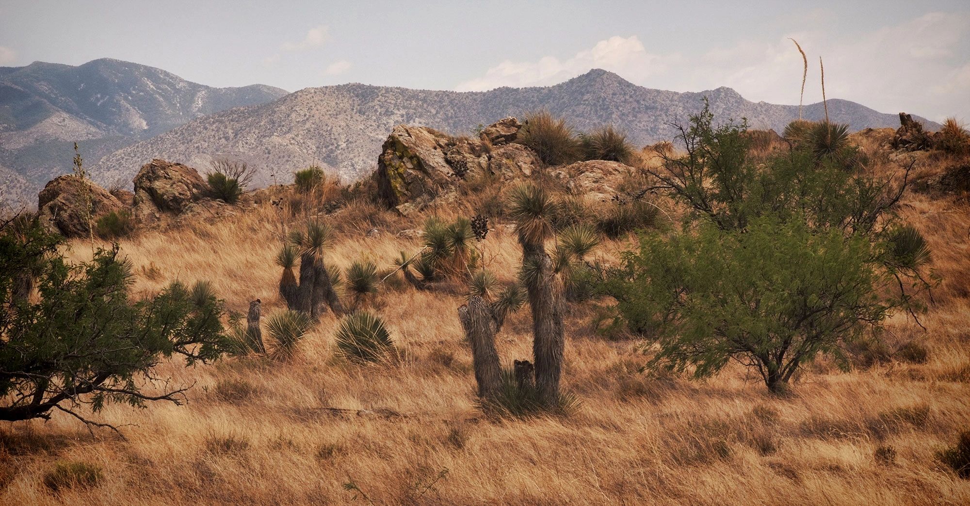 Dragoon, AZ, is noted for its rock formations, but the desert grasses and scrub trees are just as in
