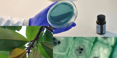 Scientific study showing a gloved hand holding a petri dish, a bottle, a plant, and microscopic cell images.