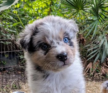 Blue merle australian shepherd puppy cape coral florida swfl