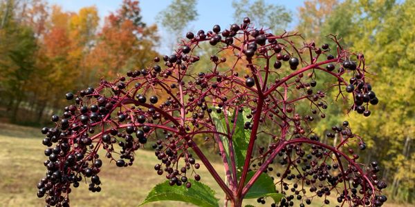 ripe elderberry