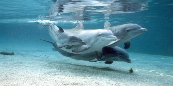 Three dolphins swimming underwater at Dolphin Quest