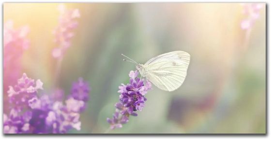 Terese Forster, LMFT #53069 Licensed Marriage and Family Therapist Pasadena, CA, soma-psych.com