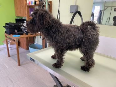 Miniature Schnauzer - Ottie - Before