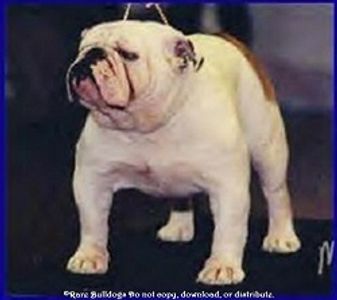 CHAMPION Wolfes Bound for Glory