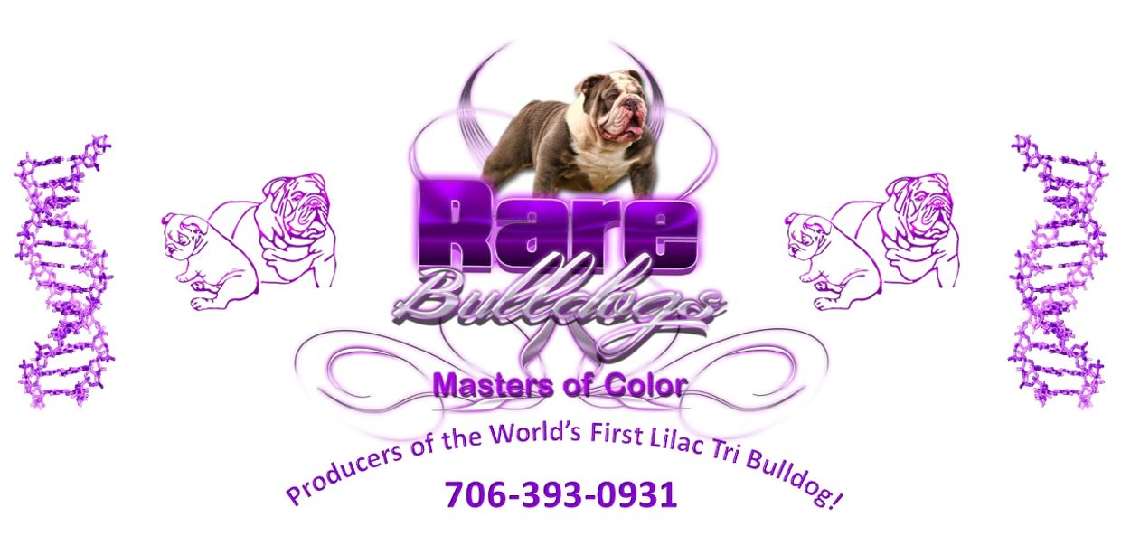 Rare Bulldogs logo.  English Bulldog And French Bulldog puppies for sale.